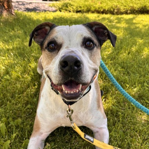 Flint, an adoptable Mixed Breed in Spokane, WA, 99217 | Photo Image 1