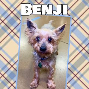 Benji (Dallas)