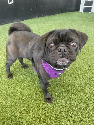 Londyn Pug Dog
