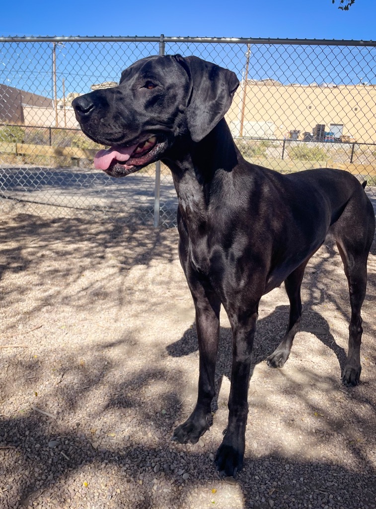 Lotus, an adoptable Great Dane in Rock Springs, WY, 82901 | Photo Image 1