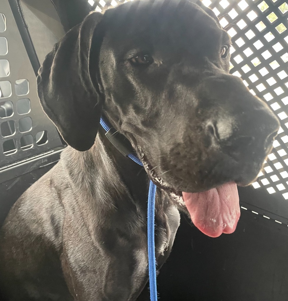 Lotus, an adoptable Great Dane in Rock Springs, WY, 82901 | Photo Image 2