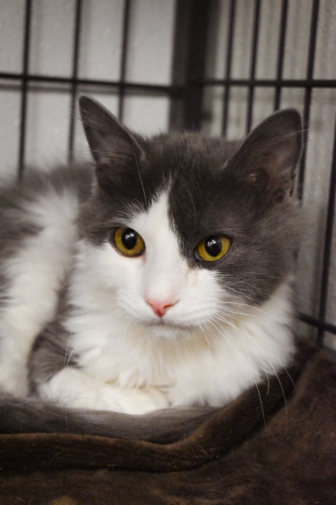 Boo, an adoptable Domestic Medium Hair in Rock Springs, WY, 82901 | Photo Image 1