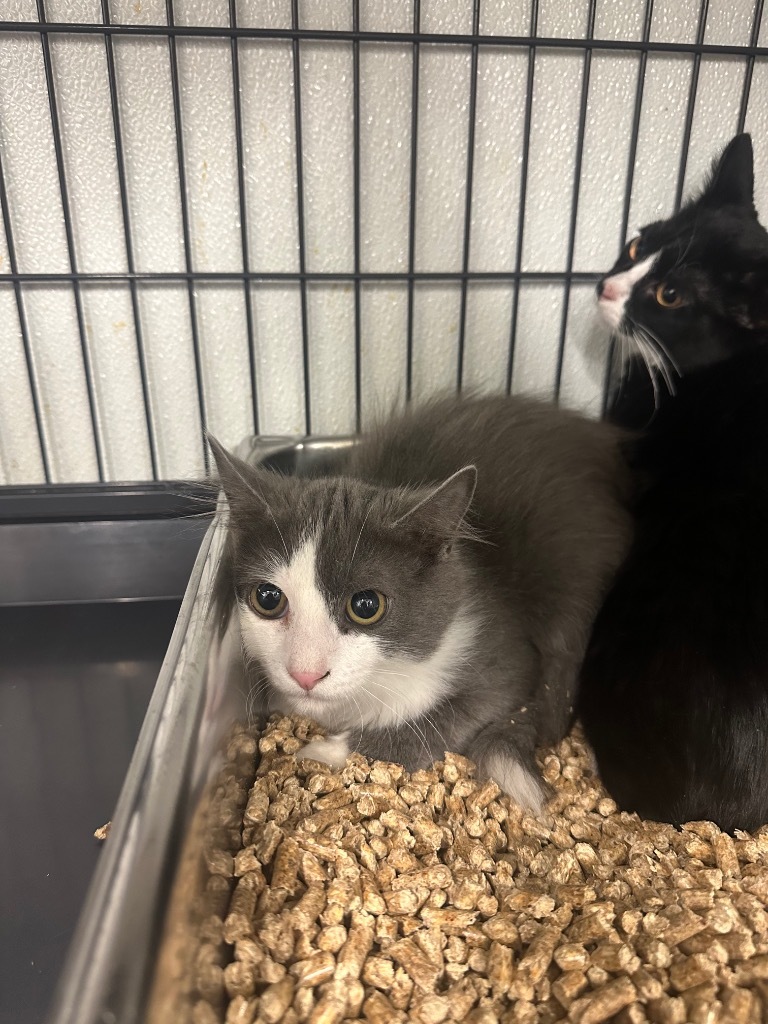 Boo, an adoptable Domestic Medium Hair in Rock Springs, WY, 82901 | Photo Image 2