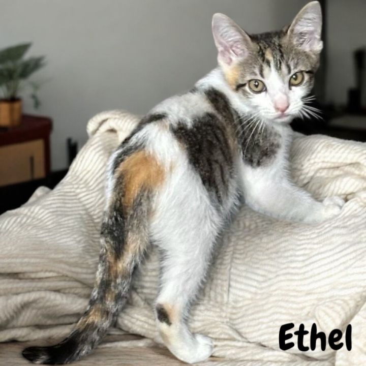 Ethel 1