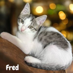 Fred