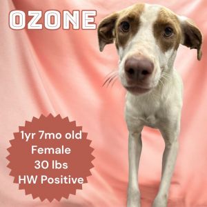 Ozone