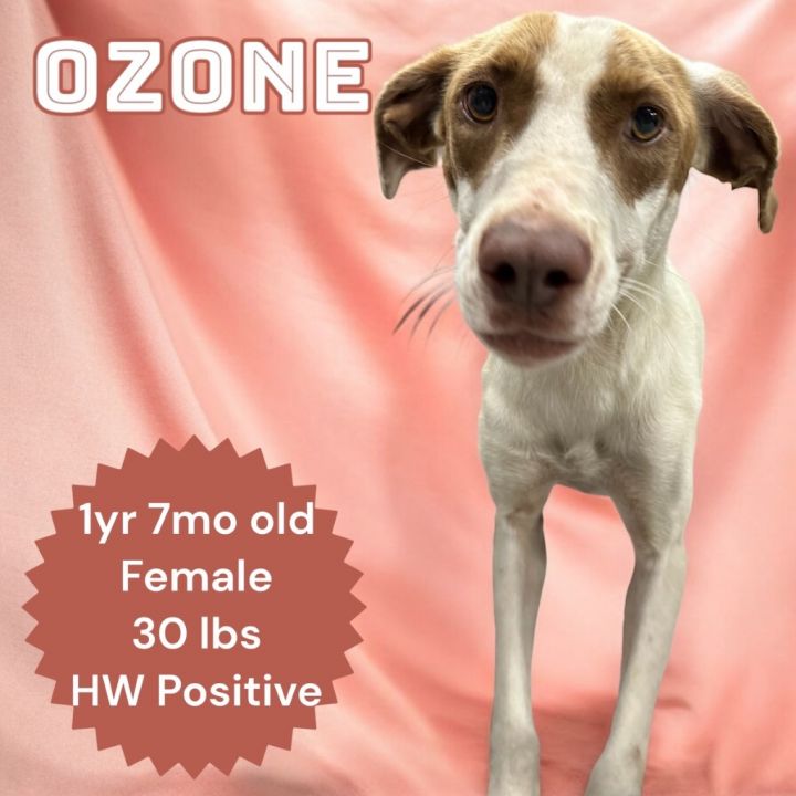 Ozone 1