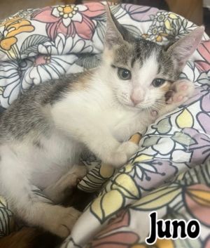 Juno