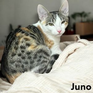 Juno