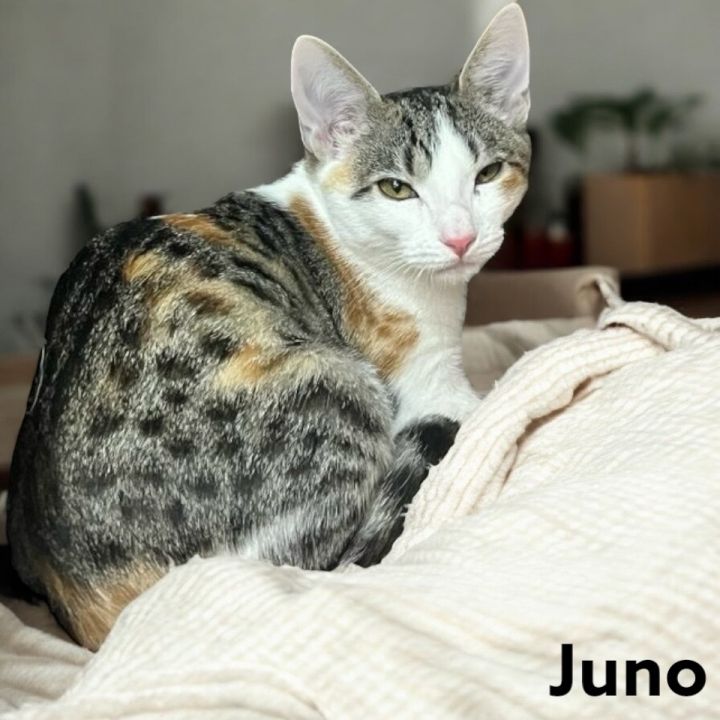 Juno 1