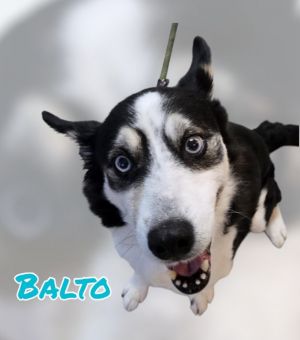 BALTO