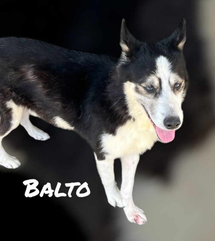 BALTO 2