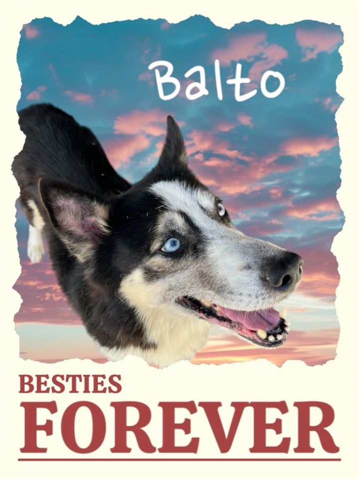 BALTO 3