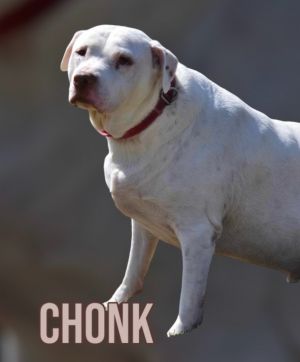 CHONK