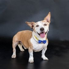 Crocodile Rock, an adoptable Corgi, Mixed Breed in Hockley, TX, 77447 | Photo Image 2
