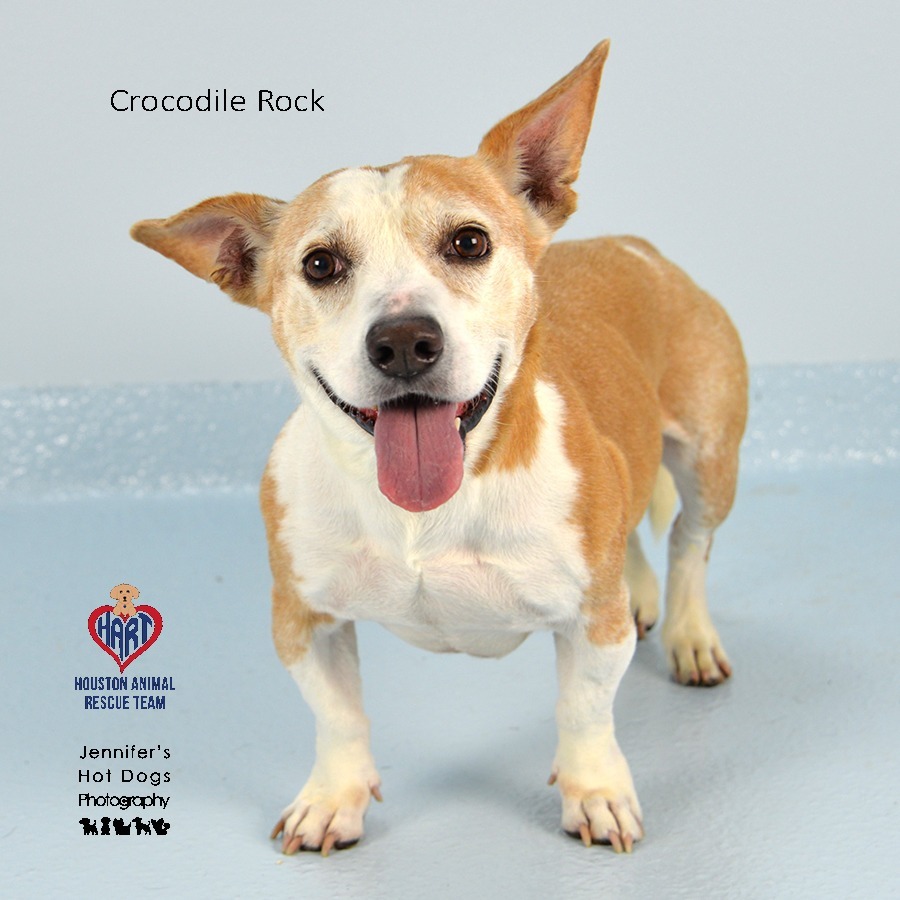 Crocodile Rock, an adoptable Corgi, Mixed Breed in Hockley, TX, 77447 | Photo Image 3