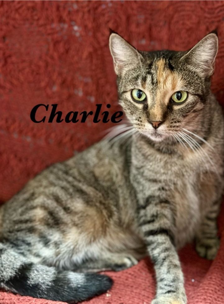 Charlie 1