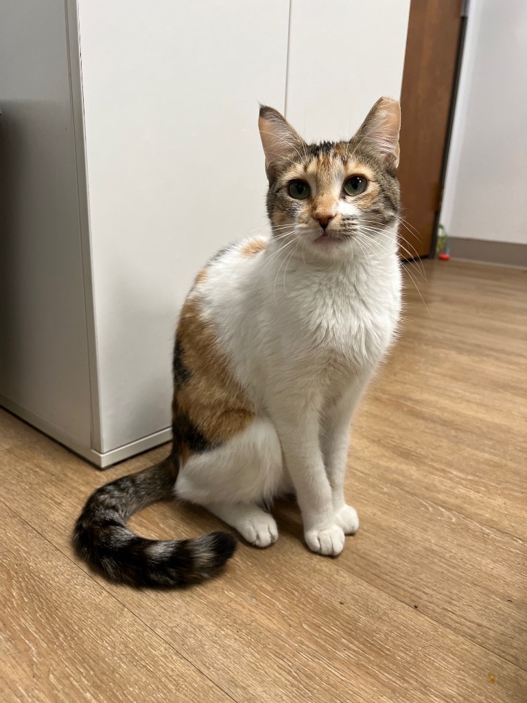 Daisy, an adoptable Domestic Short Hair in Corpus Christi, TX, 78414 | Photo Image 1
