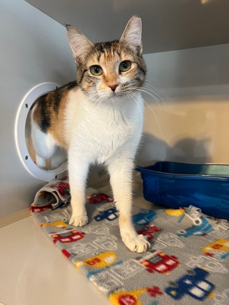 Daisy, an adoptable Domestic Short Hair in Corpus Christi, TX, 78414 | Photo Image 2