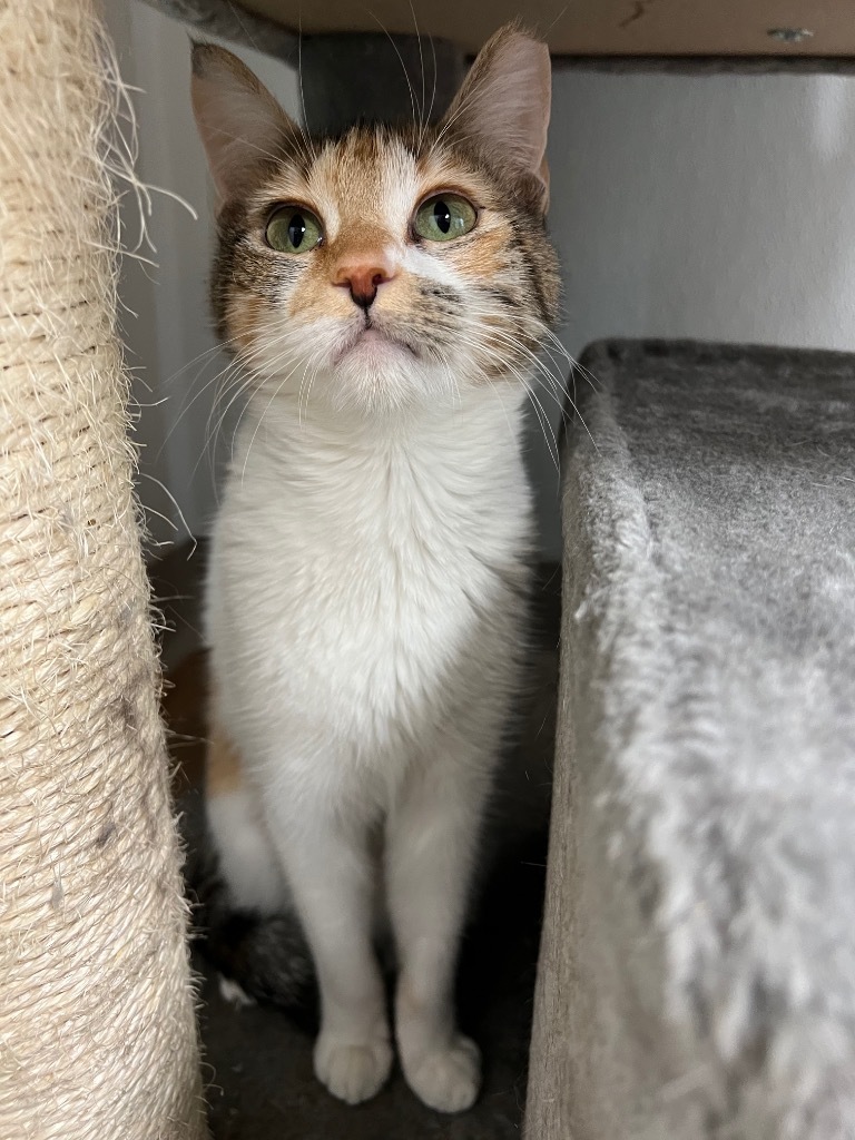 Daisy, an adoptable Domestic Short Hair in Corpus Christi, TX, 78414 | Photo Image 3