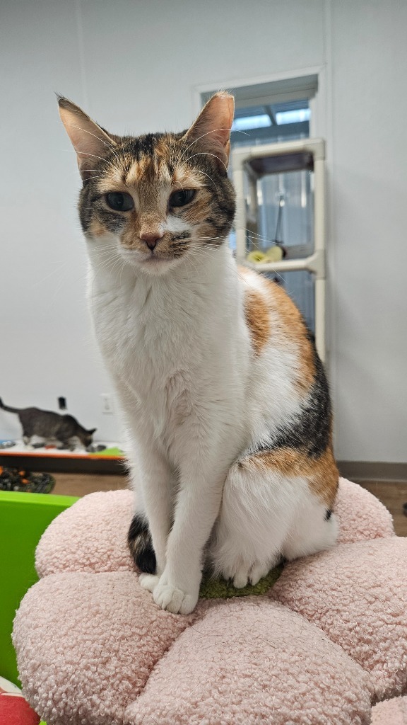 Daisy, an adoptable Domestic Short Hair in Corpus Christi, TX, 78414 | Photo Image 4