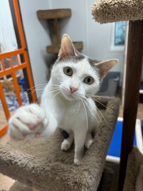 Kristy, an adoptable Domestic Short Hair in Corpus Christi, TX, 78414 | Photo Image 1