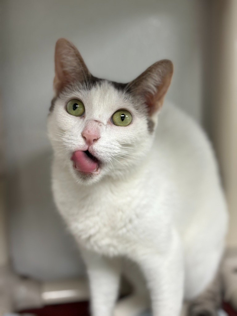Kristy, an adoptable Domestic Short Hair in Corpus Christi, TX, 78414 | Photo Image 1