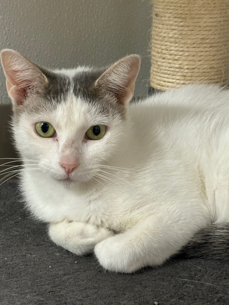 Kristy, an adoptable Domestic Short Hair in Corpus Christi, TX, 78414 | Photo Image 2