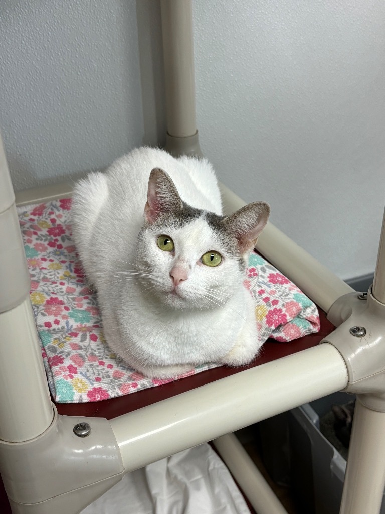 Kristy, an adoptable Domestic Short Hair in Corpus Christi, TX, 78414 | Photo Image 3