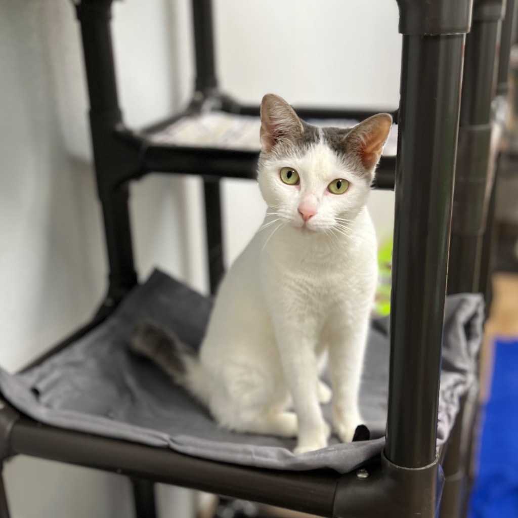 Kristy, an adoptable Domestic Short Hair in Corpus Christi, TX, 78414 | Photo Image 4