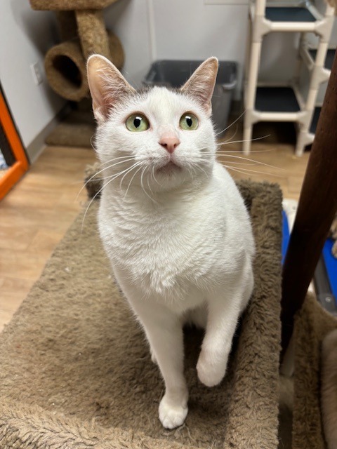 Kristy, an adoptable Domestic Short Hair in Corpus Christi, TX, 78414 | Photo Image 5