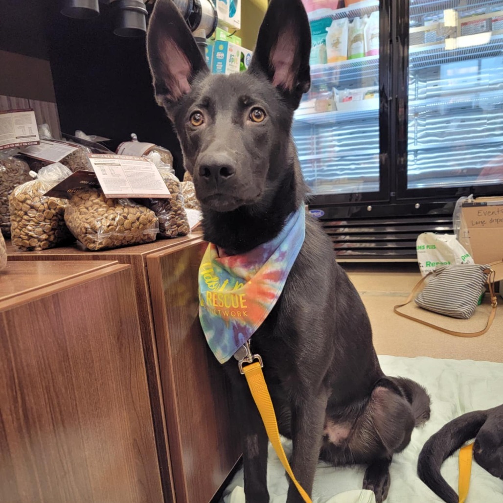 Zoro, an adoptable Shepherd in Sioux City, IA, 51104 | Photo Image 1