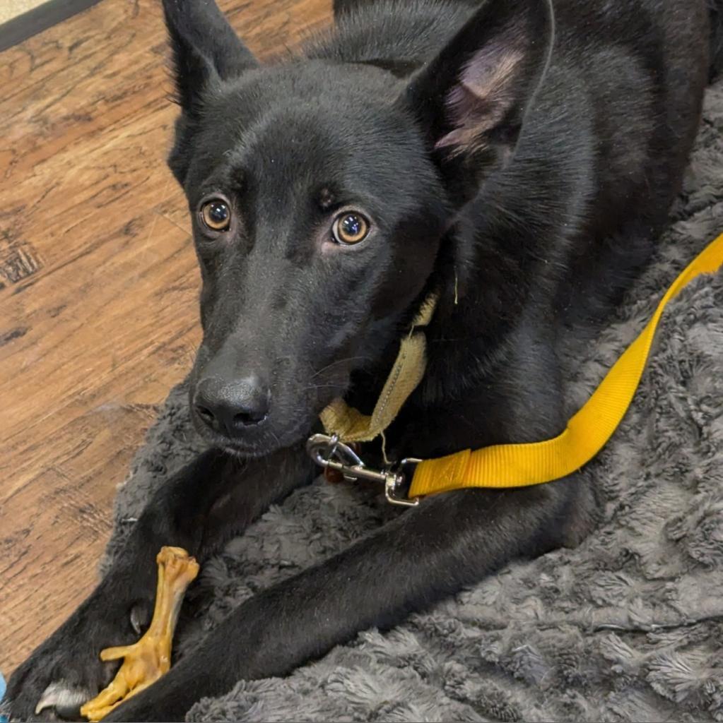 Zoro, an adoptable Shepherd in Sioux City, IA, 51104 | Photo Image 2