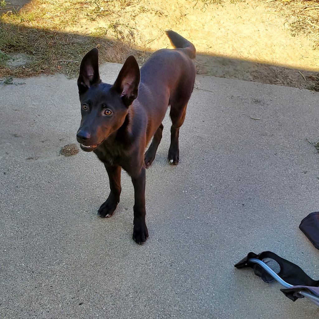 Zoro, an adoptable Shepherd in Sioux City, IA, 51104 | Photo Image 3