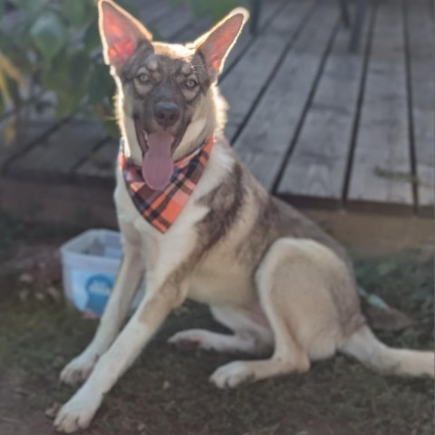 Crumbl, an adoptable Husky in Sioux Falls, SD, 57106 | Photo Image 1