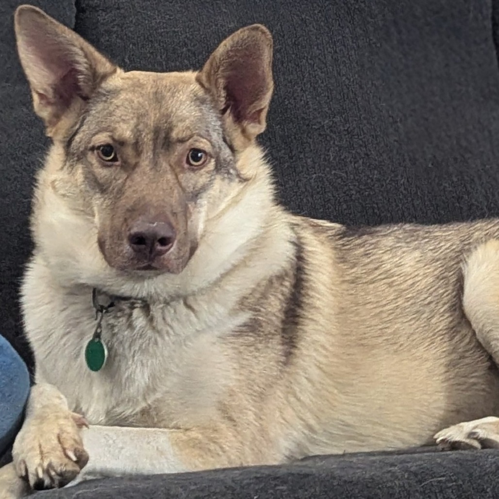 Crumbl, an adoptable Husky in Sioux Falls, SD, 57106 | Photo Image 1