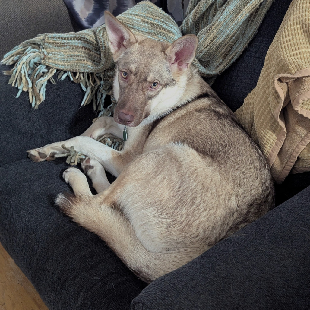 Crumbl, an adoptable Husky, Mixed Breed in Sioux Falls, SD, 57106 | Photo Image 1