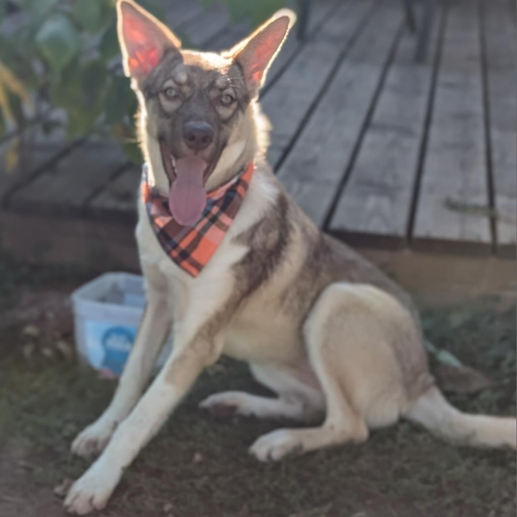 Crumbl, an adoptable Husky, Mixed Breed in Sioux Falls, SD, 57106 | Photo Image 2