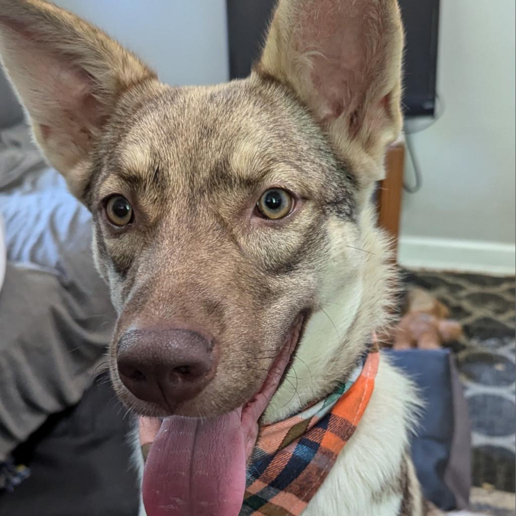 Crumbl, an adoptable Husky, Mixed Breed in Sioux Falls, SD, 57106 | Photo Image 3