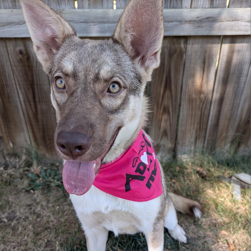 Crumbl, an adoptable Husky, Mixed Breed in Sioux Falls, SD, 57106 | Photo Image 4