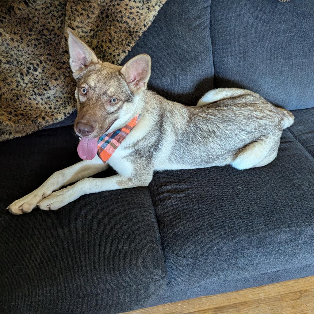 Crumbl, an adoptable Husky, Mixed Breed in Sioux Falls, SD, 57106 | Photo Image 5