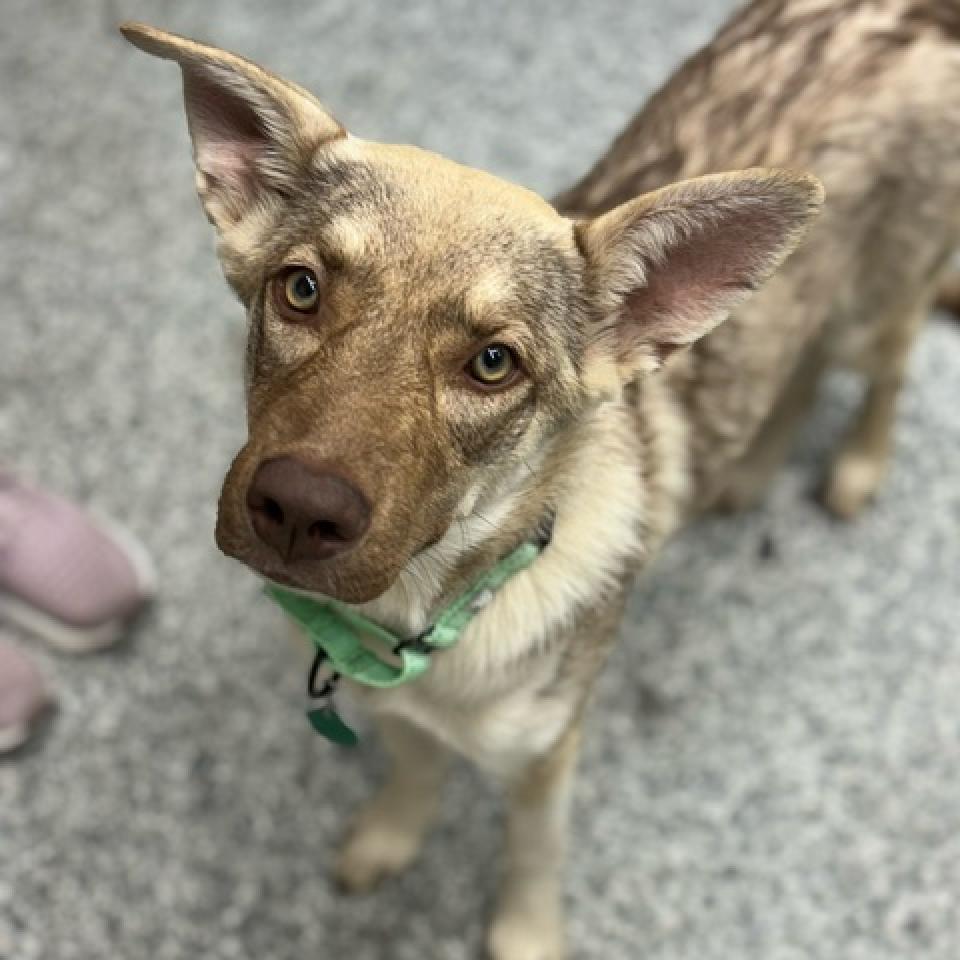 Crumbl, an adoptable Husky, Mixed Breed in Sioux Falls, SD, 57106 | Photo Image 6