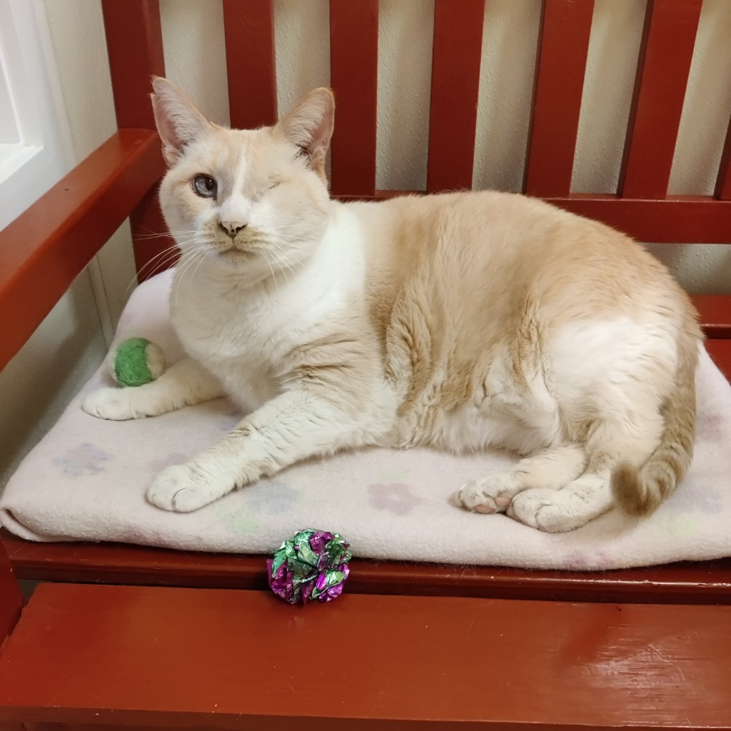 Daphne, an adoptable Domestic Short Hair in Eastsound, WA, 98245 | Photo Image 1