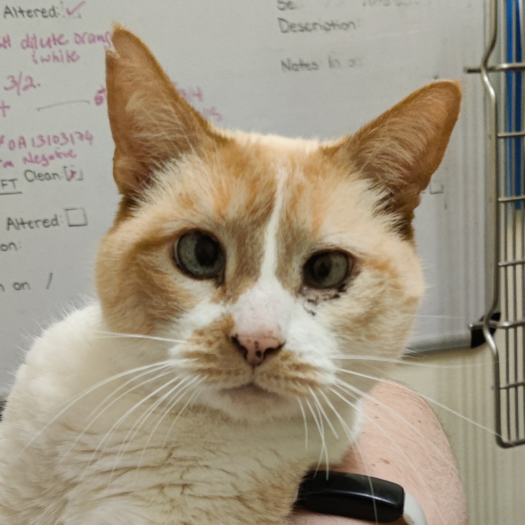 Daphne, an adoptable Domestic Short Hair in Eastsound, WA, 98245 | Photo Image 2