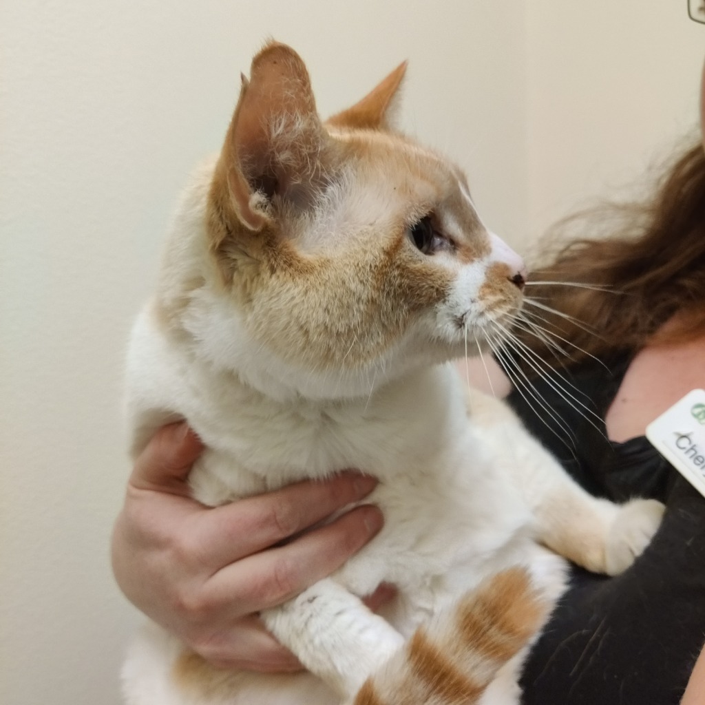 Daphne, an adoptable Domestic Short Hair in Eastsound, WA, 98245 | Photo Image 3