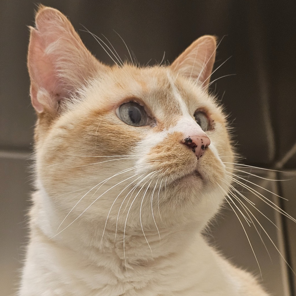 Daphne, an adoptable Domestic Short Hair in Eastsound, WA, 98245 | Photo Image 4