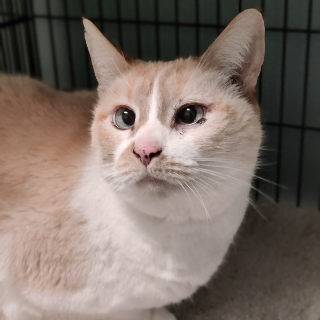 Daphne, an adoptable Domestic Short Hair in Eastsound, WA, 98245 | Photo Image 5