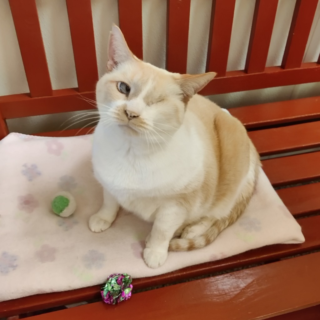 Daphne, an adoptable Domestic Short Hair in Eastsound, WA, 98245 | Photo Image 6