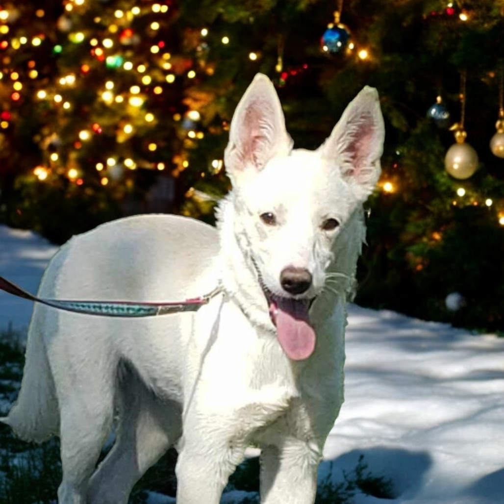 Snowball, an adoptable White German Shepherd, Husky in Rochester, MN, 55903 | Photo Image 1