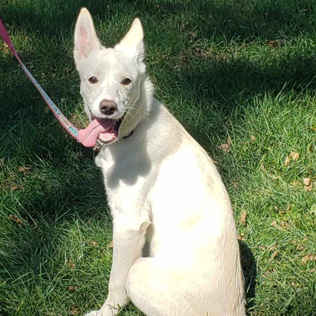 Snowball, an adoptable White German Shepherd, Husky in Rochester, MN, 55903 | Photo Image 4